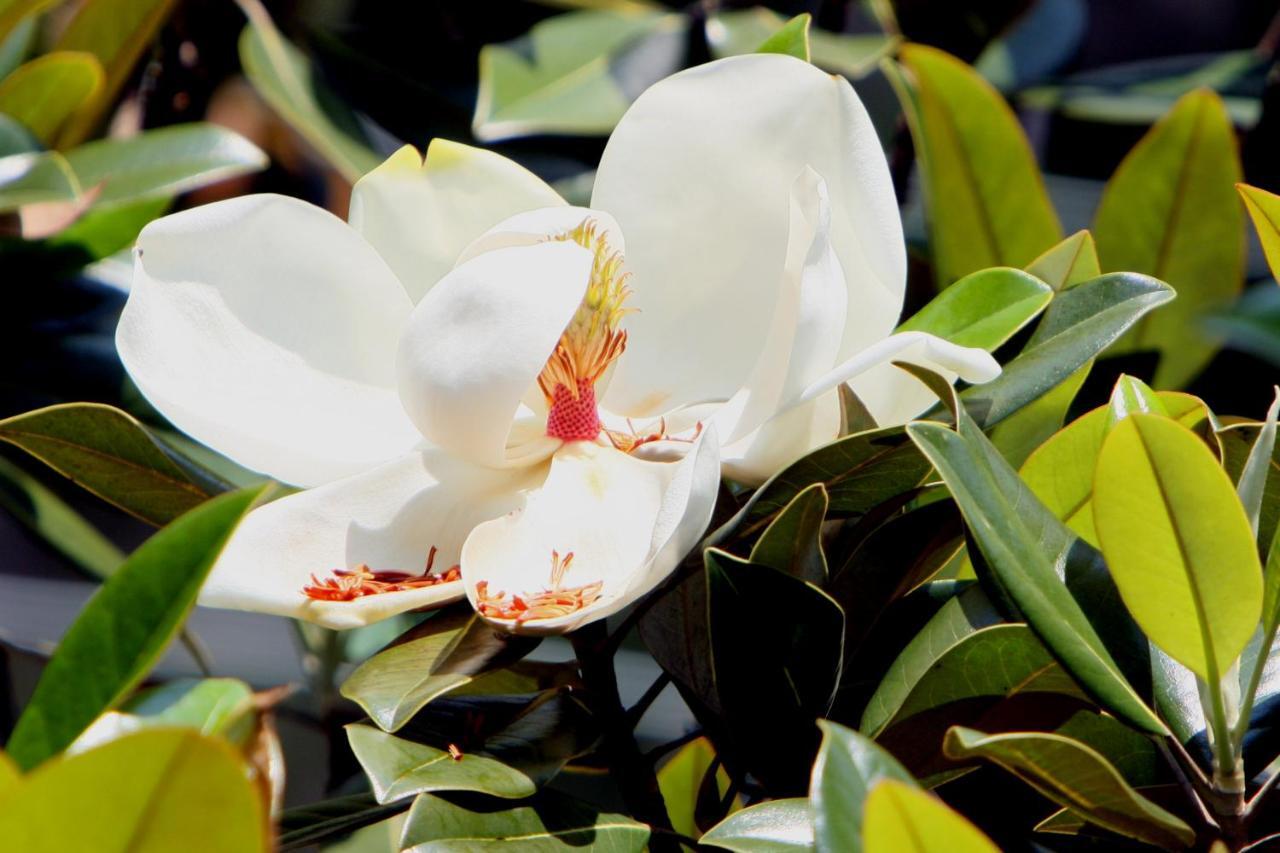 Pousada Villa Magnolia São João del Rei Exteriér fotografie